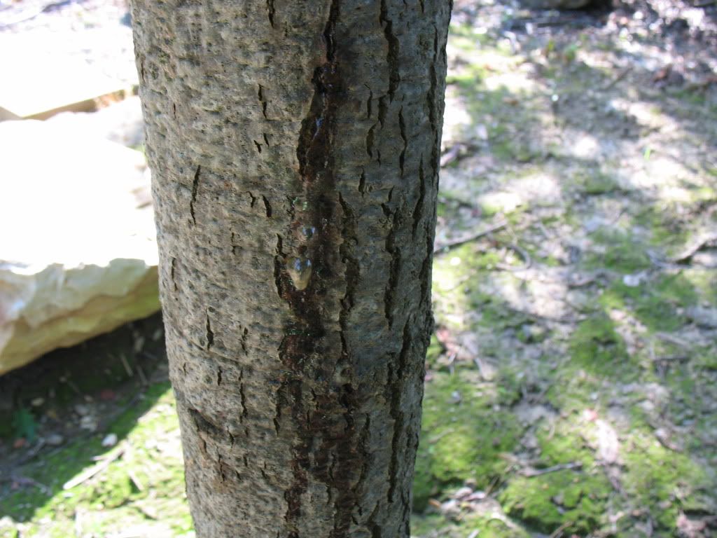 red oak bleeding sap